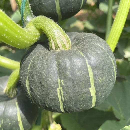 【贝贝南瓜】粉糯不腻 浓浓板栗香味 粉糯度较好 适中而不噎口 商品图4