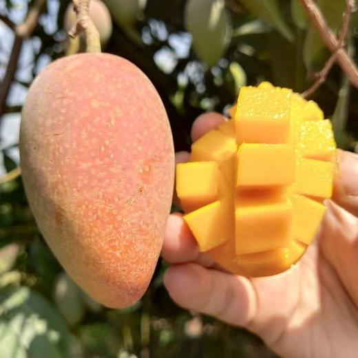 【云南小金凤芒】顺丰到家 个头迷你 一口一个 果肉细腻 香甜多汁 皮薄肉厚 果香浓郁 2种规格任选 商品图1