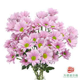 VDB多头小菊-肯尼迪粉  5枝一扎