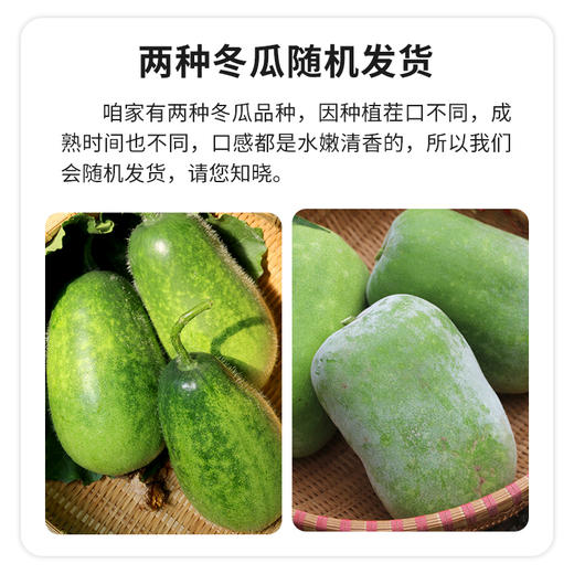 密云新鲜现摘农家小冬瓜 1个1斤以上   农家肥种植    肉质洁白  清香爽口 商品图8