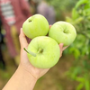 陕西青苹果 当季新鲜现摘苹果，快来尝鲜~酸甜脆清爽 商品缩略图3