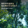 【蟒蛇箐】2025年头采春茶古树易武茶区蟒蛇箐诠释易武蕞野韵味易武精微产品357克/饼，拍5发6拍20发25 商品缩略图5