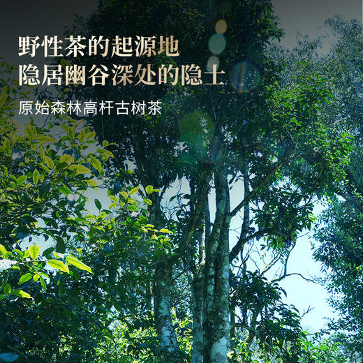 【蟒蛇箐】2025年头采春茶古树易武茶区蟒蛇箐诠释易武蕞野韵味易武精微产品357克/饼，拍5发6拍20发25 商品图5