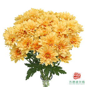 VDB多头小菊-香槟橙 5枝一扎