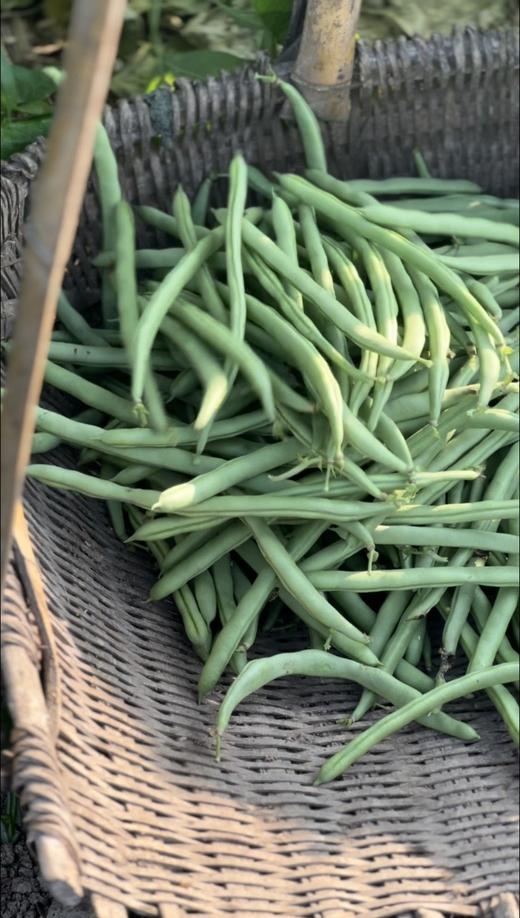 湖南自然农法蔬菜系列 （蔬菜包由农场自主搭配，请注明不要的菜，如：不要辣椒） 商品图2