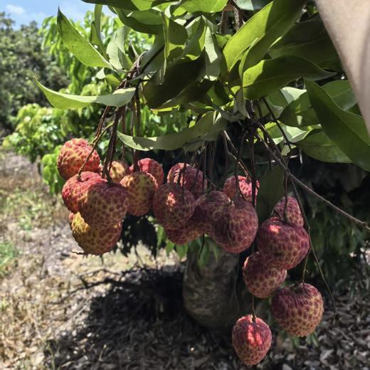 【糯米糍荔枝】京东到家 肉厚核小 果肉白嫩 香甜多汁 汁水丰富 3种规格任选 商品图3