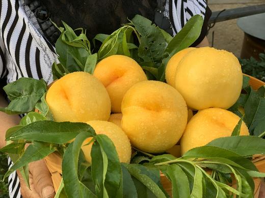 露天黄金油桃 商品图0