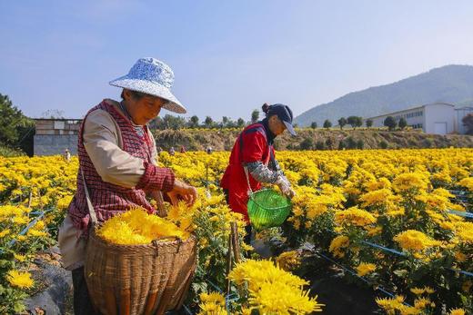 淳安“淳鑫园”高山有机金丝皇菊 一朵一杯 商品图0