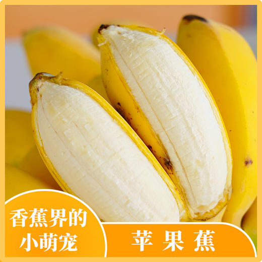 【广西苹果蕉】香味浓郁 果肉嫩滑 软糯香甜 商品图1