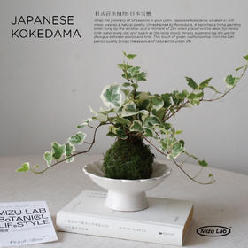 たいぎょく- 日式苔玉植物