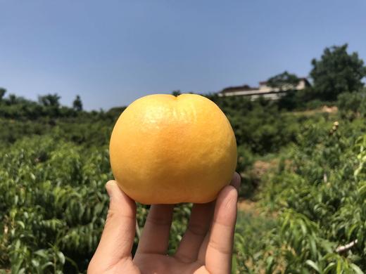露天黄金油桃 商品图2