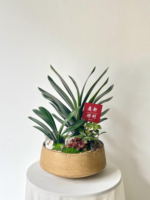 君子兰/SJ金盆528 商品图0