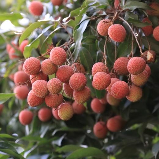 【糯米糍荔枝】京东到家 肉厚核小 果肉白嫩 香甜多汁 汁水丰富 3种规格任选 商品图5