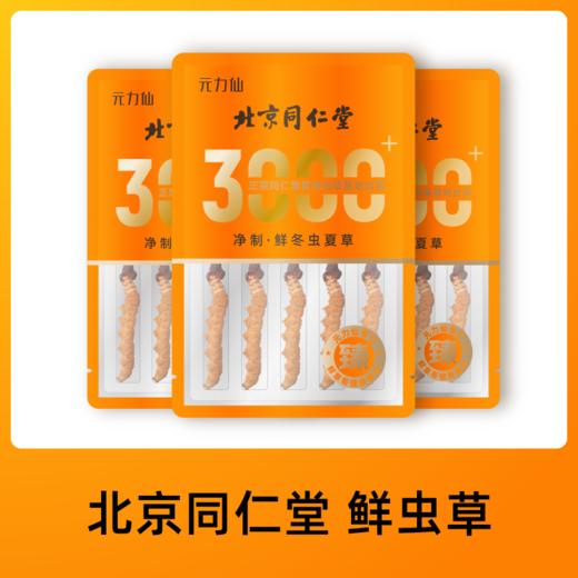 【P】元力仙专订鲜虫草 1.01-1.3/根 ，300根起订 商品图0