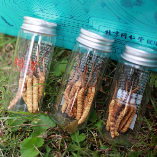 【P】北京同仁堂鲜虫草 0.6-0.8/根 ，60根 商品图2