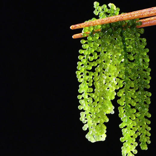 盐渍海葡萄4袋|植物界的“鱼子酱”，口感爽脆爆珠，咸鲜芳香 商品图0