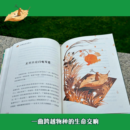 2025年百班千人暑期书目四年级 万物有信书系土拨鼠给闪电写信 名师推荐正版现货 商品图1