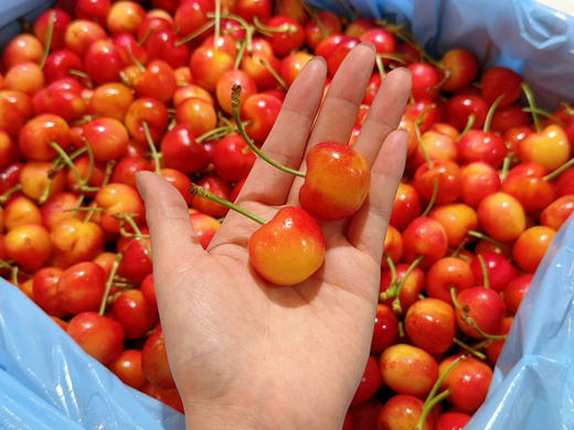 美国斯卡拉雷黄车9.5行（158一斤） 商品图2