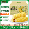 新主良黄糯玉米 3.2斤(200g*8根) 东北甜黏玉米棒低脂早餐苞米真空包装 /粮油调味 /杂粮 /谷米类 商品缩略图4