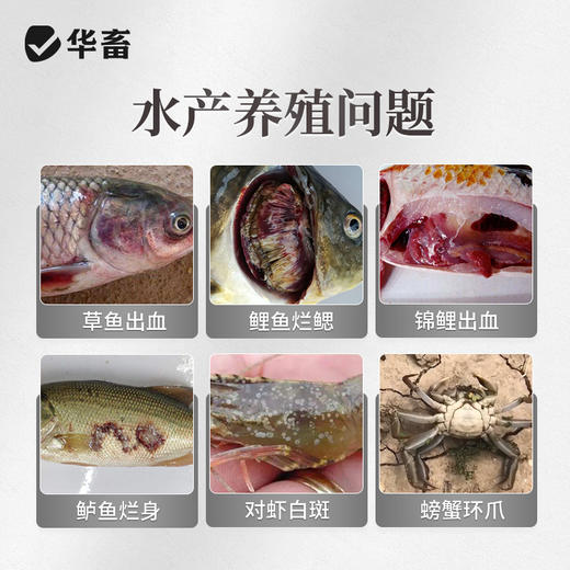 华畜草本五黄精华液500ml 纯中药浓缩液抗菌消炎 保肝利胆提高抵抗力 商品图1