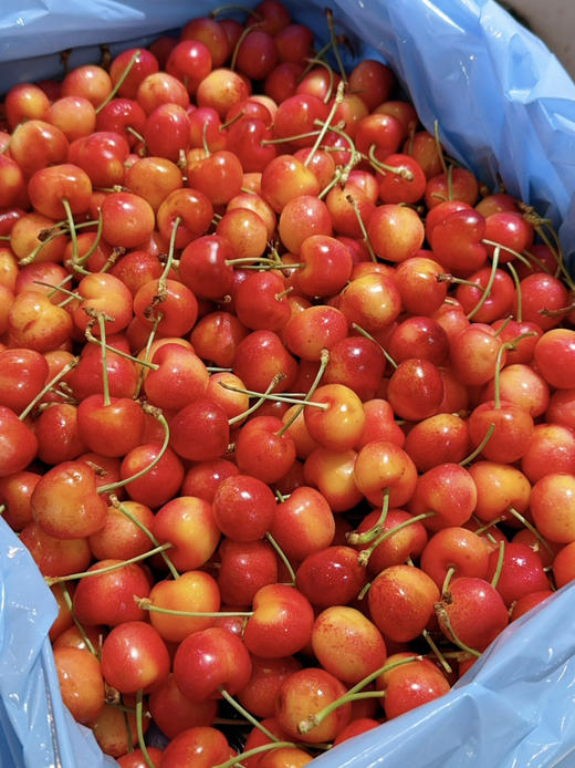 美国斯卡拉雷黄车9.5行（158一斤） 商品图0