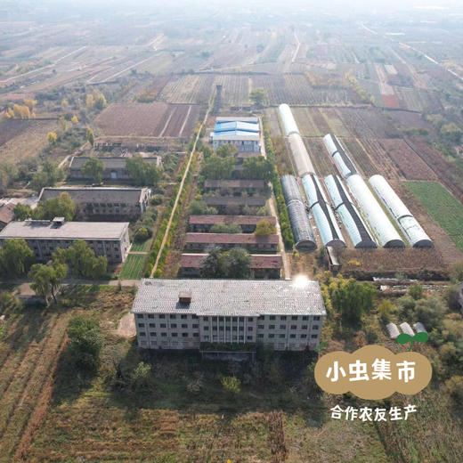 生态圆包菜 4.5斤 | 合作农友生产，产自山西太谷，生产者：贺建增 *【公平贸易农人定价】 商品图8