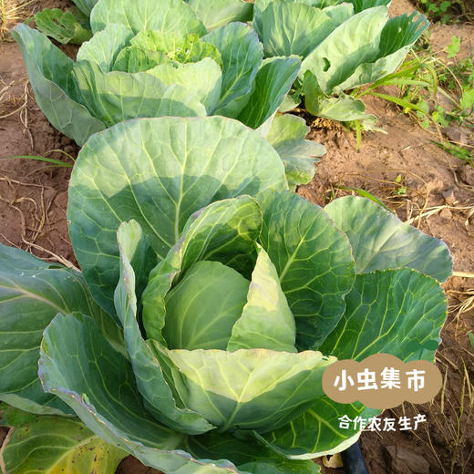 生态圆包菜 4.5斤 | 合作农友生产，产自山西太谷，生产者：贺建增 *【公平贸易农人定价】 商品图4