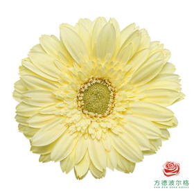 非洲菊 XS 柔柔 10枝一扎