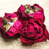云南冻干墨红玫瑰 商品缩略图5