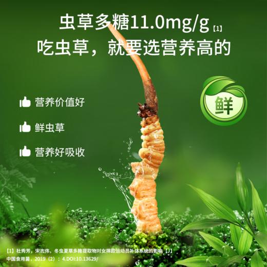 【P】北京同仁堂鲜虫草 0.6-0.8/根 ，60根 商品图5