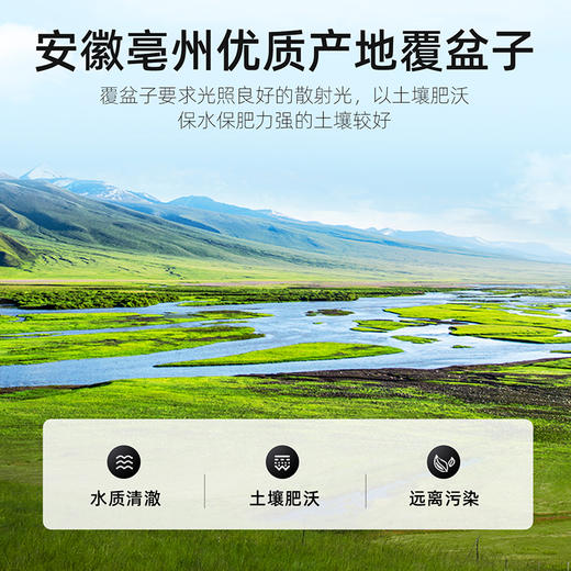 【冬季滋补】【杞里香圆罐覆盆子100g】核心产区  自然晾晒；搭配枸杞黄芪黄精等 商品图2