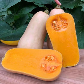 阿根廷奶油南瓜5斤/9斤装 源自阿根廷品种 新鲜南瓜 软糯鲜甜