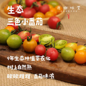 【预售，7月2日发】生态彩色小番茄（基地直发-顺丰包邮）| 来自四川成都，沙瓤多汁，番茄味儿足，生产者：胡雪梅【合作生产，公平贸易】