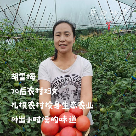 【预售，7月2日发】生态彩色小番茄（基地直发-顺丰包邮）| 来自四川成都，沙瓤多汁，番茄味儿足，生产者：胡雪梅【合作生产，公平贸易】 商品图2