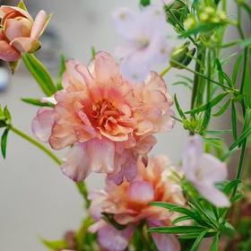 中式插花