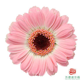 非洲菊 XS 黛西 10枝一扎