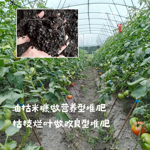 【预售，7月2日发】生态彩色小番茄（基地直发-顺丰包邮）| 来自四川成都，沙瓤多汁，番茄味儿足，生产者：胡雪梅【合作生产，公平贸易】 商品图3