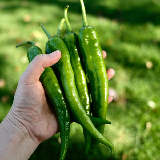 【直播专享】长房自营农场辣椒礼盒 商品图0