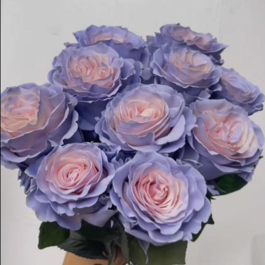 厄瓜多尔进口染色玫瑰花cinderella辛德瑞拉灰姑娘10支 商品图2