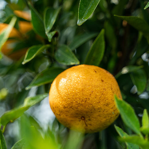 陈李济十年新会陈皮100g 商品图2