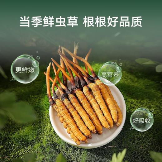【P】北京同仁堂鲜虫草 0.6-0.8/根 ，60根 商品图4