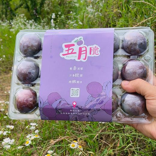 云阳南溪五月脆李！净重7斤，带箱8斤，大果，普通快递包邮，下雨不发货哟！ 商品图3