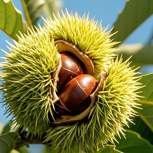 【皇佳香-青云好食城】甜栗100g/袋 香糯可口大颗 原产地精选 商品图3