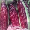 生态糯玉米 | 合作生产*Ecological red/black sweet waxy corn | Partner Production 商品缩略图2