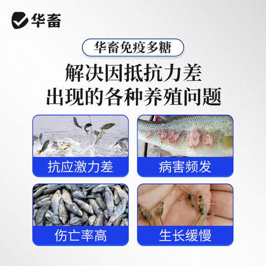 华畜免疫多糖水产养殖鱼虾蟹保肝护胆提免疫力抗应激提食欲促生长 商品图1