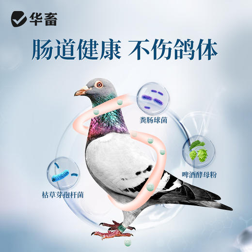 华畜啤酒酵母活力粉鸽用鹦鹉诱食促消化活菌调肠道节水便绿便保健 商品图2