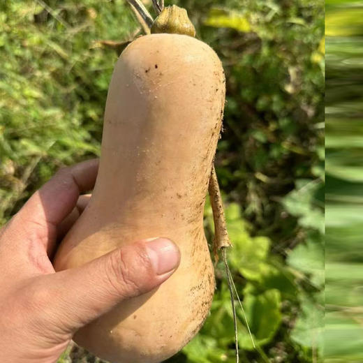 阿根廷奶油南瓜5斤/9斤装 源自阿根廷品种 新鲜南瓜 软糯鲜甜 商品图6