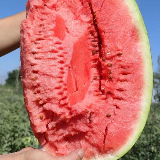 宁夏硒砂西瓜 500g/份（超重部分补差价） 商品图0