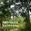 【预售，7月2日发】生态彩色小番茄（基地直发-顺丰包邮）| 来自四川成都，沙瓤多汁，番茄味儿足，生产者：胡雪梅【合作生产，公平贸易】 商品缩略图5
