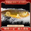【三去冷冻大黄鱼】三去精品冷冻大黄鱼丨去麟去腮去内脏深水养殖 商品缩略图0
